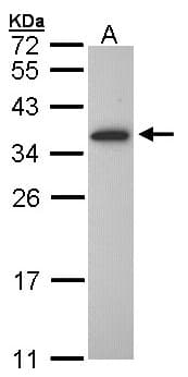 OLIG1 Antibody