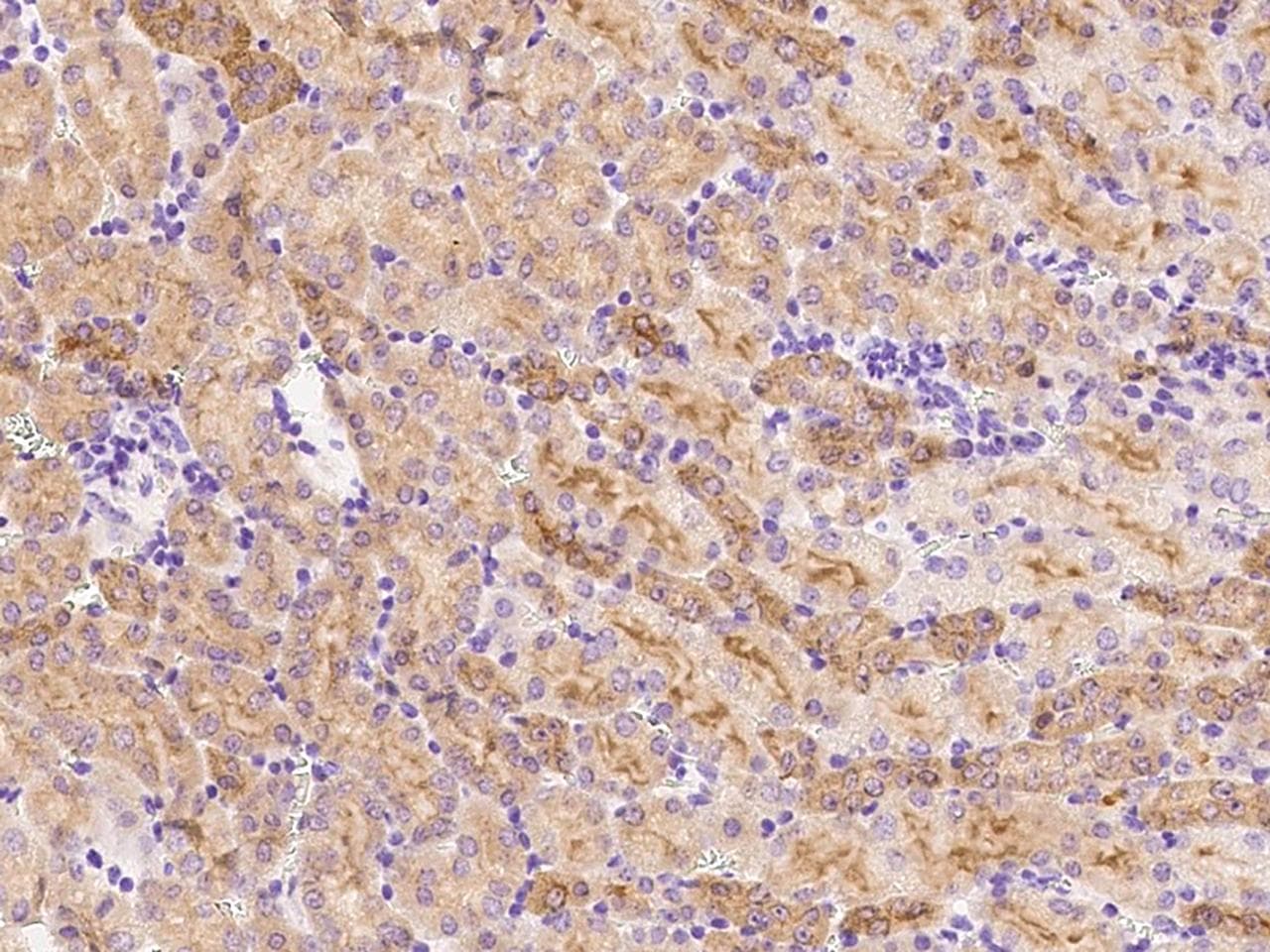 Polyclonal Rabbit anti-Mouse HSP90AA / HSP90 Alpha Antibody (Preservative Free, IHC)
