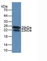 IFN Gamma / Interferon Gamma Antibody (clone C6, APC)
