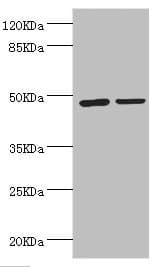 ILT3 / LILRB4 Antibody