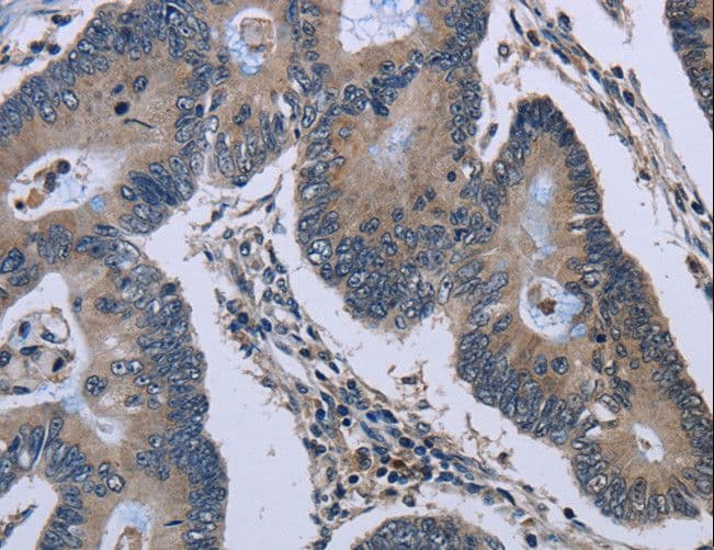 GJC2 Antibody