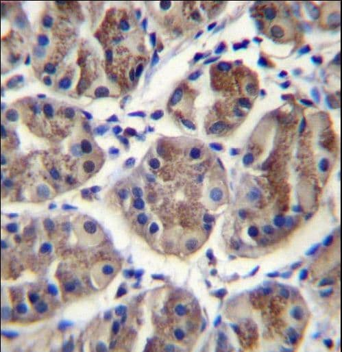 EIF3A Antibody (aa1219-1247)