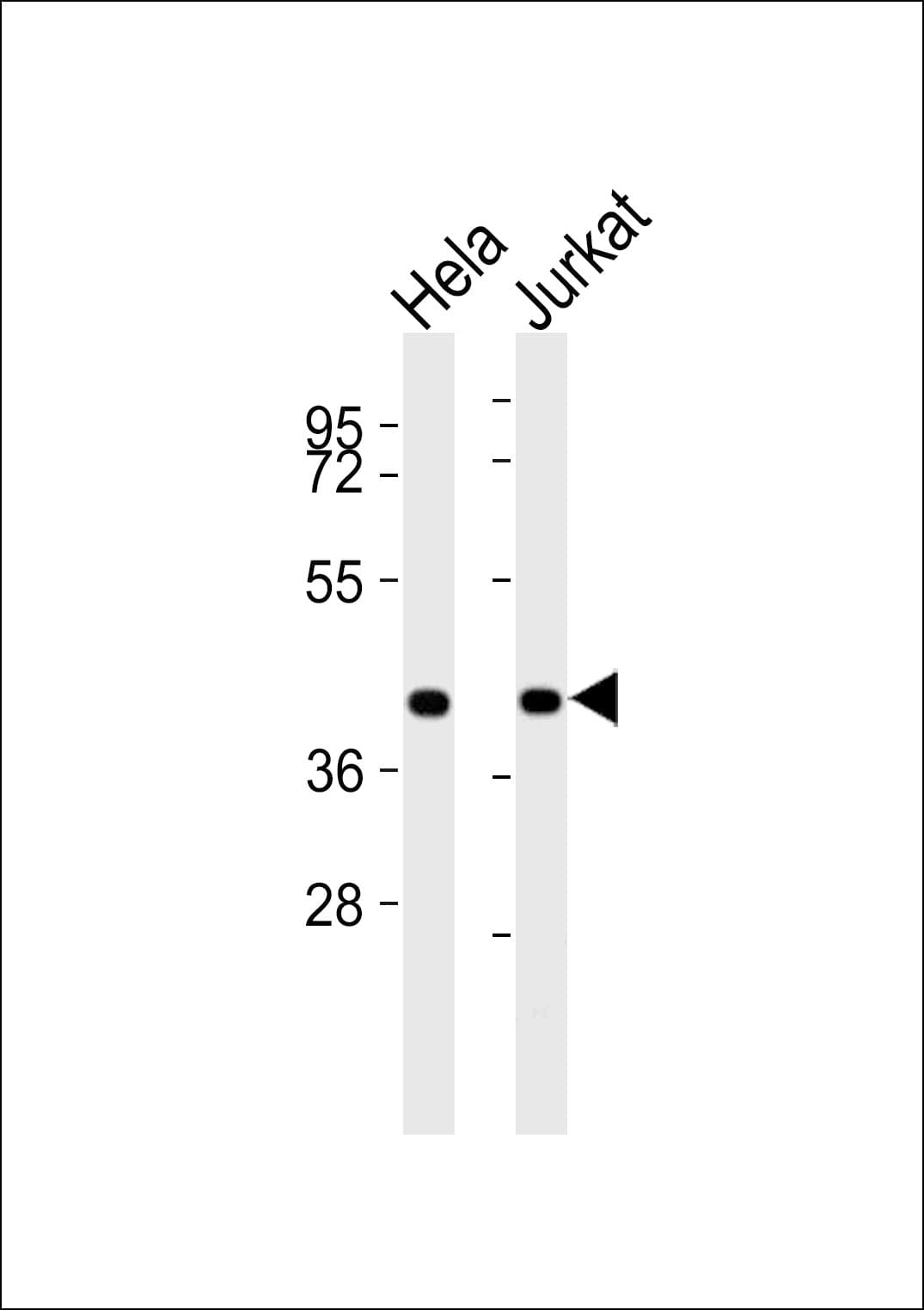 BUB3 Antibody