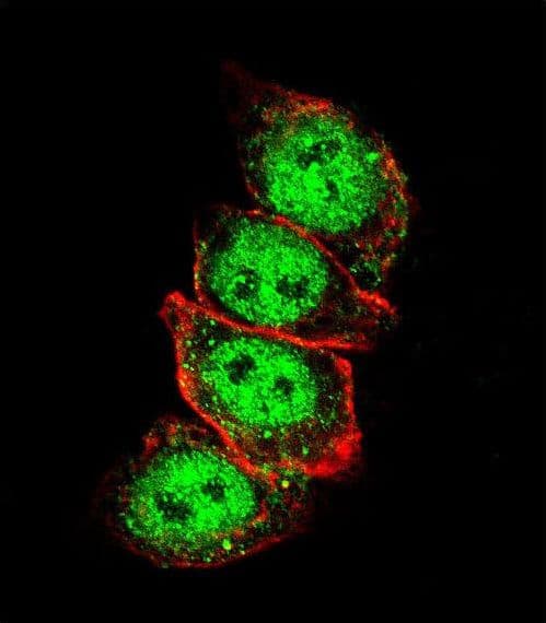 IHC-plus™ CCND1 / Cyclin D1 Antibody (aa68-97)
