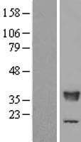 TCEA2 / TFIIS Protein (Over-Expression Lysate Myc-DDK (Flag))