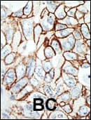HDAC11 Antibody (aa313-345)