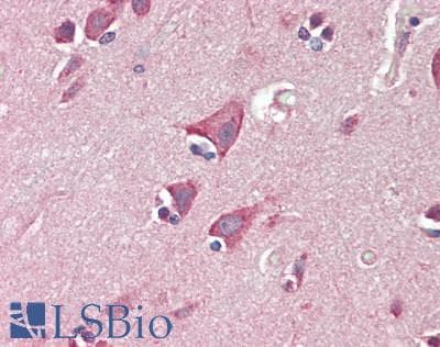 IHC-plus™ GRIN2C / NMDAR2C / NR2C Antibody