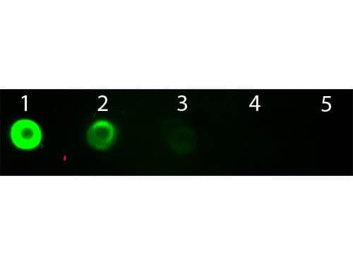 Goat Anti-Bovine IgG Fab'2 Secondary Antibody (FITC)