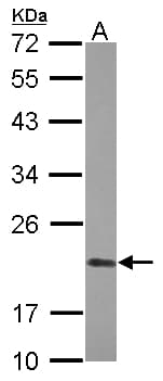 Polyclonal Rabbit anti-Human PPIF / Cyclophilin F Antibody (IHC, IF, WB)