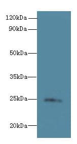 TMED3 Antibody