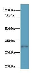 Polyclonal Rabbit anti-Human SYNPR / Synaptoporin Antibody (WB)