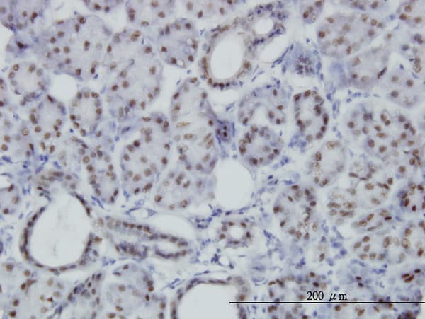 PBX3 Antibody (clone 1A9)