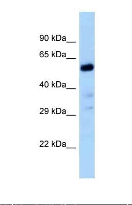 Polyclonal Rabbit anti-Rat Zfp84 Antibody (aa333-382, WB)