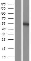 PLAG1 Protein (Over-Expression Lysate Myc-DDK (Flag))