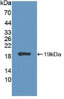 CA7 / Carbonic Anhydrase VII Antibody (aa58-217)