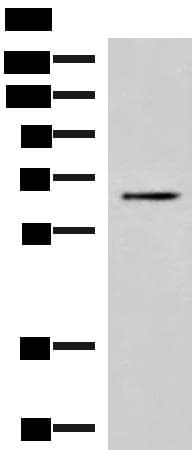 BRD9 Antibody