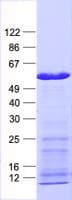Human PSMD4 / RPN10 Protein (Recombinant His, N-Terminal)