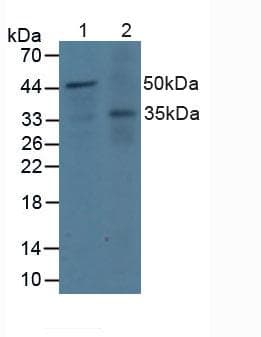 DOK3 Antibody (aa128-385)