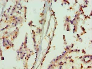 Polyclonal Rabbit anti-Human MAPK13 / p38delta Antibody (aa1-365, IHC, WB)
