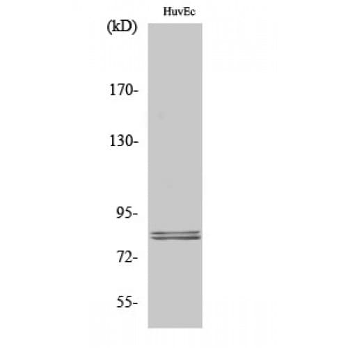 LIPE / HSL Antibody (490-570 aa)