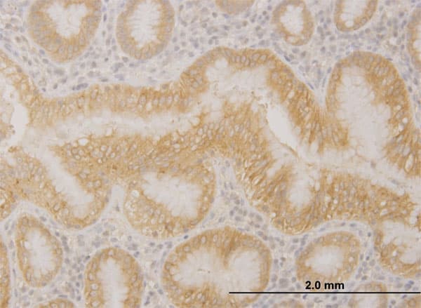 Monoclonal Mouse anti-Human PCDHA10 Antibody (clone 1F6, IHC, WB)