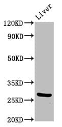 PIK3IP1 / HGFL Antibody