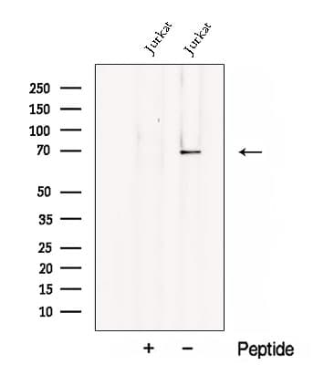 CHST15 Antibody