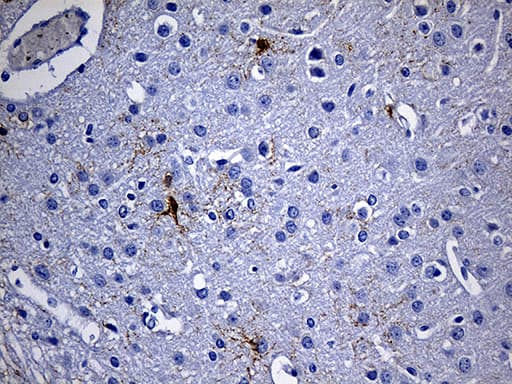 GPR17 Antibody (N-Terminus, clone OTI6B9, Carrier-free)