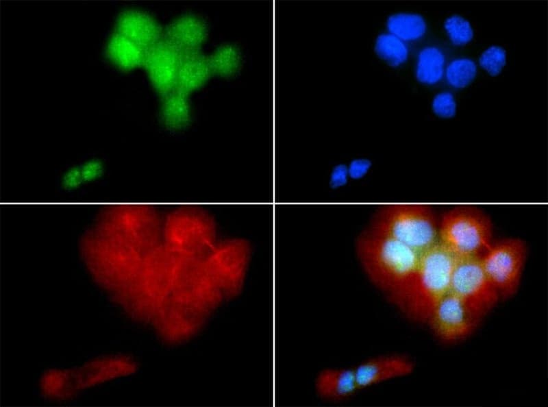 PIEZO2 / FAM38B Antibody (Biotin)