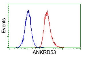Monoclonal Mouse anti-Human ANKRD53 Antibody (clone OTI2F3, IF, WB)