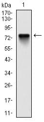 Monoclonal Mouse anti-Human BMI1 / PCGF4 Antibody (clone 3E3, IHC, IF, WB)