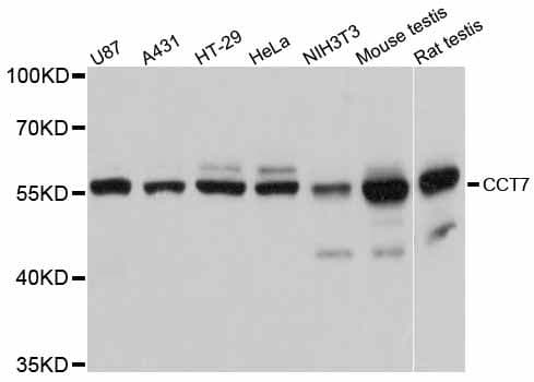 CCT7 Antibody