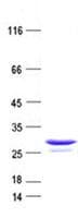 Human UBB / Ubiquitin B Protein (Recombinant His, N-Terminal)