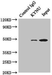 KYNU Antibody