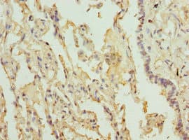 ILT3 / LILRB4 Antibody