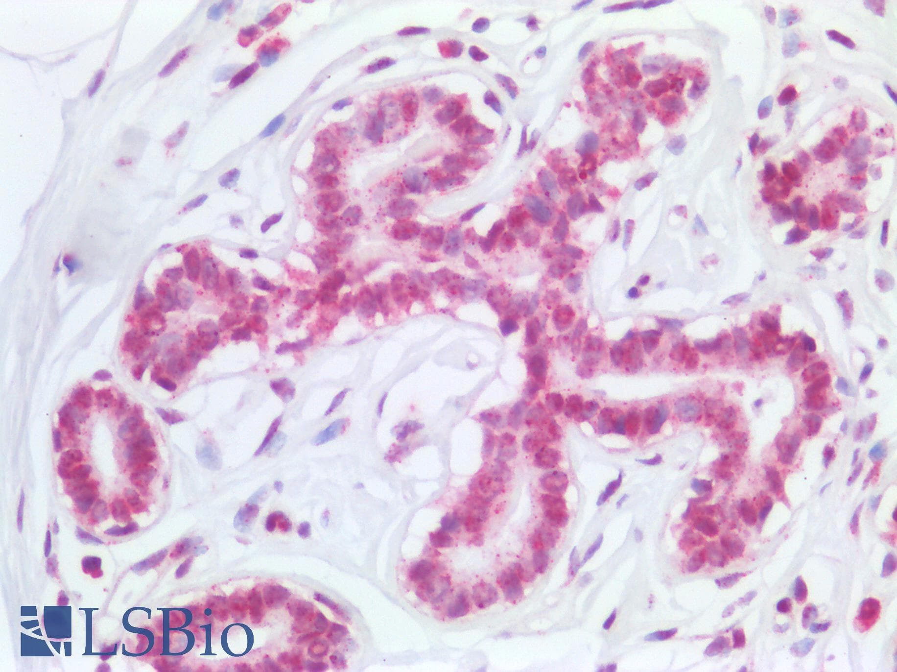 PathPlus™ NALP3 / NLRP3 Antibody (aa158-207)