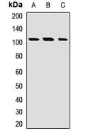 Polyclonal Rabbit anti-Human EXTL3 Antibody (WB)