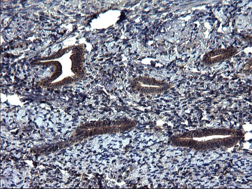Monoclonal Mouse anti-Human SCRN1 / Secernin 1 Antibody (clone OTI1F2, IHC, WB)