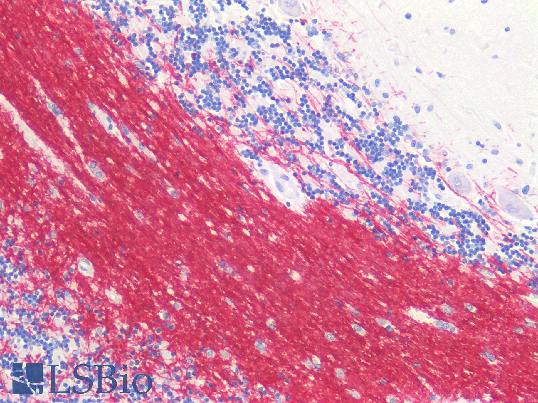 IHC-plus™ GRIN1 / NMDAR1 Antibody