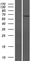 SPAG4 Protein (Over-Expression Lysate Myc-DDK (Flag))