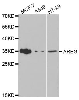 AREG / Amphiregulin Antibody
