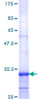 Human HTR2C / 5-HT2C Receptor Protein (Recombinant GST, N-terminus)
