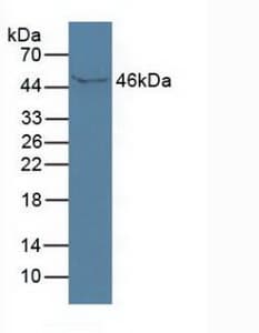 ISLR Antibody (aa19-428, PE)