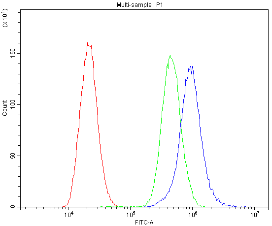 CACNA1D / Cav1.3 Antibody (aa1-180)