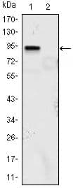 Monoclonal Mouse anti-Human KLF4 Antibody (clone 100000, Amino Acid: 2-470, IHC, WB)