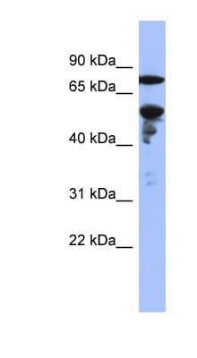ZNF549 Antibody (C-Terminus)