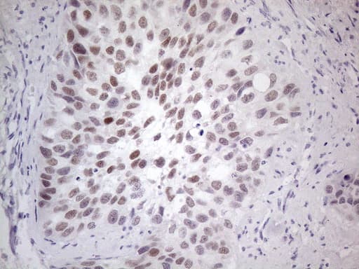 GATA3 Antibody (aa155-443, clone OTI5C11, Carrier-free)