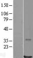 Human POLR2J Protein (Over-Expression Lysate Myc-DDK (Flag))