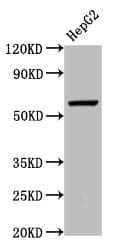 Polyclonal Rabbit anti-Human WLS / GPR177 Antibody (IHC, WB)