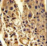 CFHR1 Antibody (aa270-297)